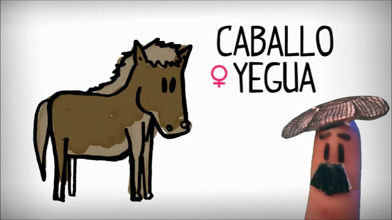 Vidéo 3 Les animaux en espagnol CYCLE 3 YouTube