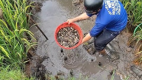 Giải cứu cá rô đồng (T53) 