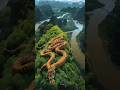 Poisonous forest 🤯 #snake #shorts #sciencefacts #mystery #forest #ytshorts #viral