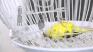 Ramuz Foot Deoderant