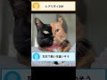 実在するネットでバズったネコ5選ww