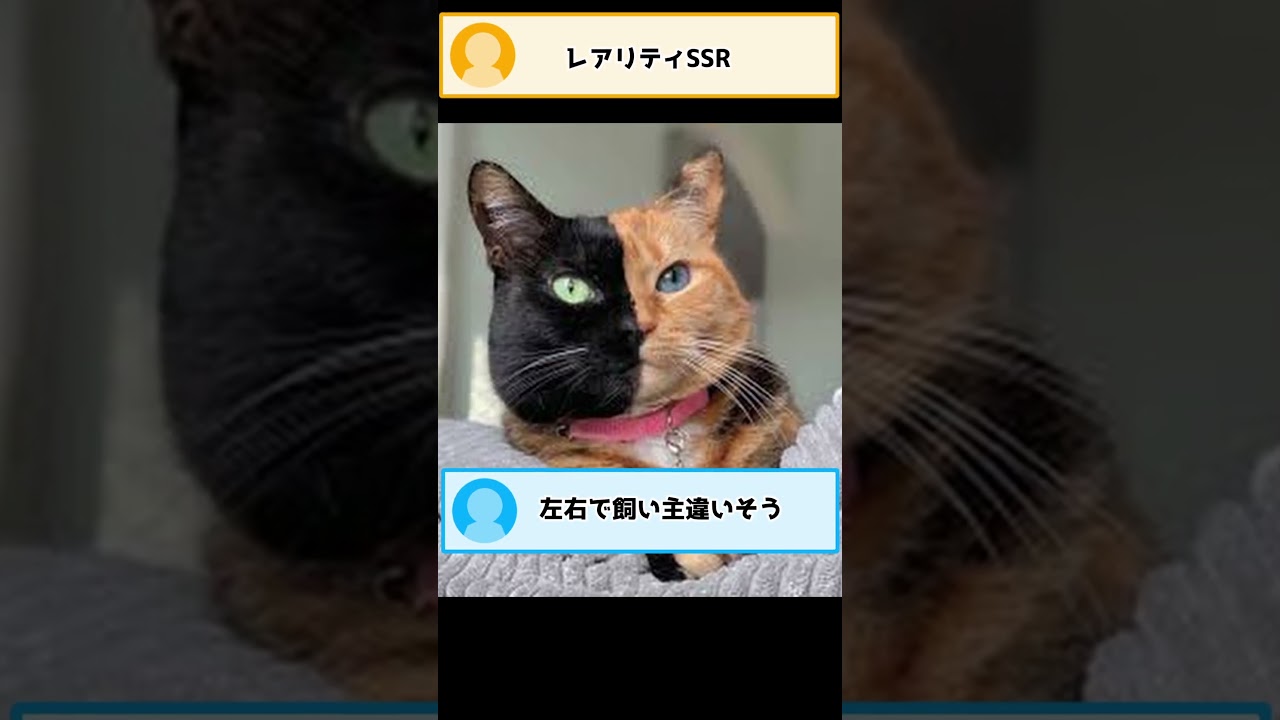 実在するネットでバズったネコ5選ww
