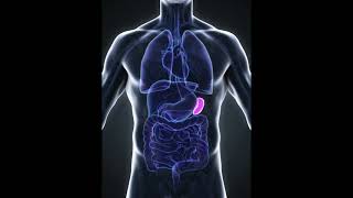 158 Hz : Spleen (RIFE Healing Frequency)