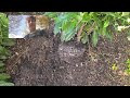 Sichtschutz  kirschlorbeerhecke genolia pflanzen teil 1 blumengartenhaus