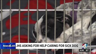Jacksonville Humane Society asking for donations to help malnourished dog get back on her feet