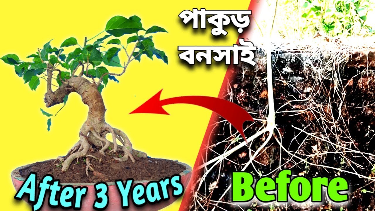 How to make bonsai tree bonsai trees bonsai tree making. YouTube