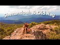 WE’RE IN VIRGINIA! SHENANDOAH TRAVEL VLOG | USA ROAD TRIP