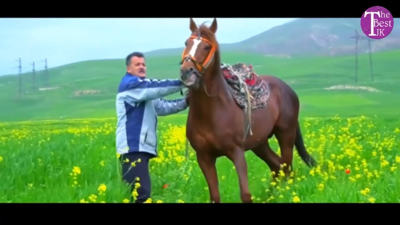 Картинка асп точики