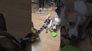 old school Nori #corgi #puppy #shorts #pets #dog