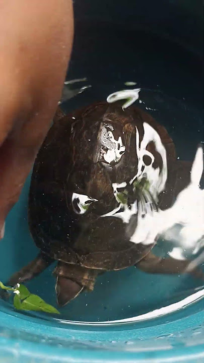 Malayan box turtle 🐢 southeast Asian turtle #southeastasia #turtle #shortsvideo #spaceturtle #food