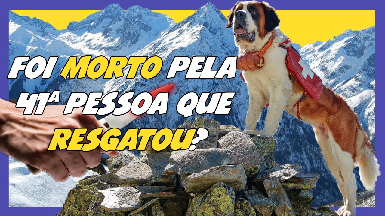 Perro Barry BARRY, o cão de resgate - SÃO BERNARDO Mais famoso. - YouTube