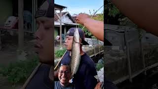 Showing off snakehead fish, funny video makes people laugh out loud, entertainment +62‼️🤣😂