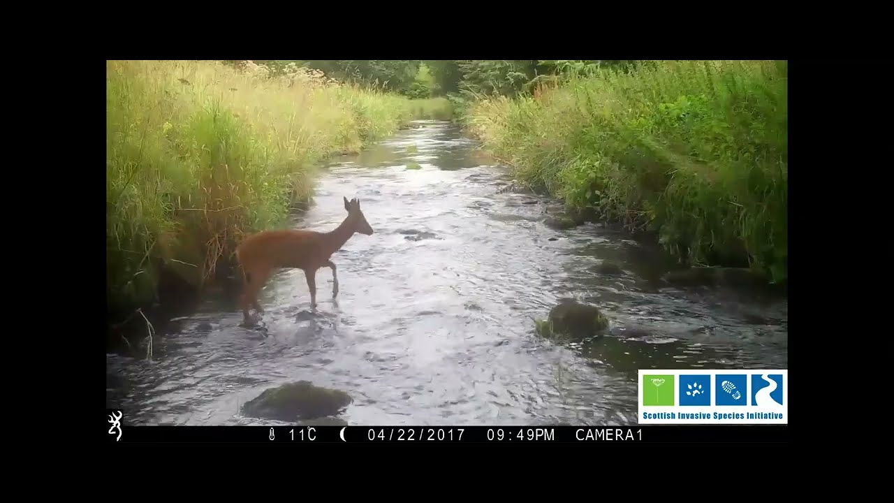SISI Wildlife Watcher River Ugie