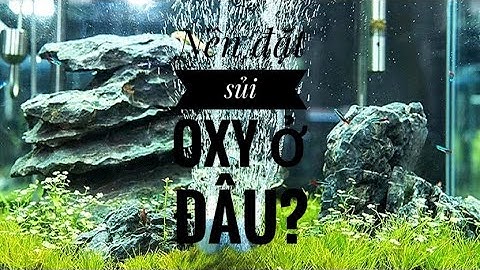 Fish 131: Cá vàng có cần sủi oxy hay không? Nên đặt sủi oxy ở đâu là hợp lý