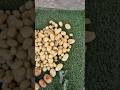 Potato Harvest Uprooting Homegrown Potatoes | When How to Harvest #homegarden #shortvideo #potatoes