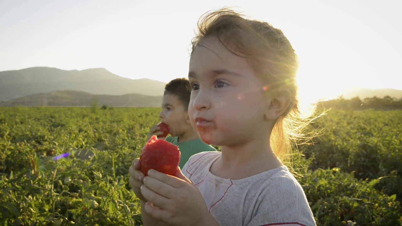 BAPA FINE FOODS Sun Dried Tomato Producer GROWER DRYER PACKER