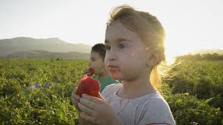 Bapa Fine Foods Sun Dried Tomato Producer Grower Dryer Packer