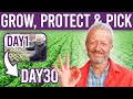 How to grow lettuce: sow, plant, protect plus the Charles Dowding picking method