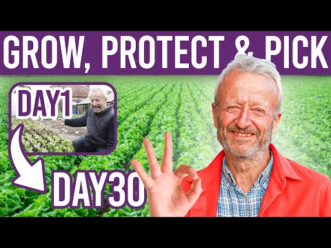 Video: Wat is Brown Goldring Lettuce: leer over Brown Goldring Lettuce Plant Care
