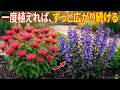 4月にこれを植えよう！一年中美しく広がる多年草9選。一度植えれば、何年も美しく咲き続ける