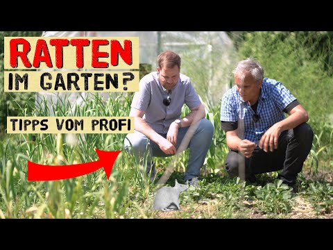 Video: Wie kann man Ratten in einem Hühnerstall loswerden, ohne Gift zu verwenden?