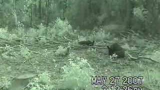 Black Bear Sniffs My Camera