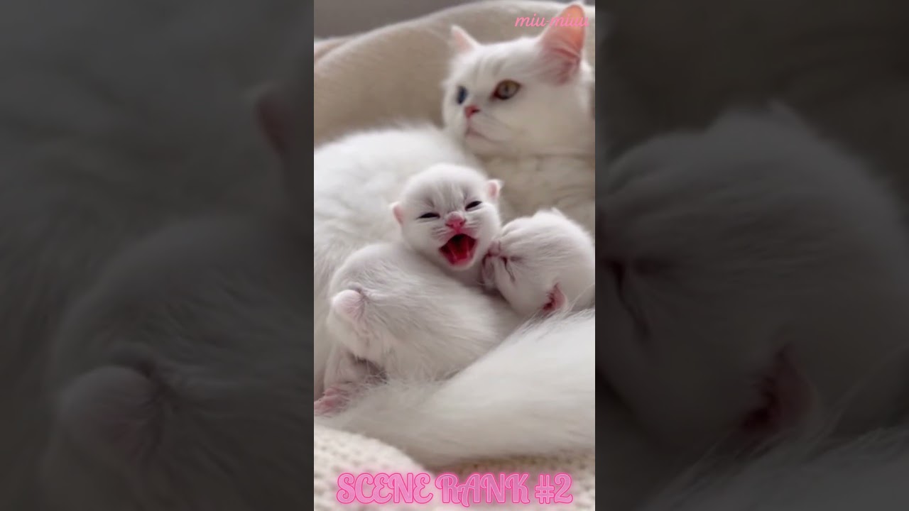 Sleepy Kittens Wake Up and Choose Chaos 😂 