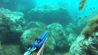 Maxi Corvina E Saraghi All Agguato...3052015