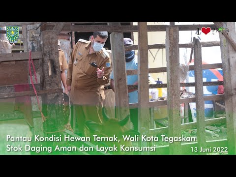 Pantau Kondisi Hewan Ternak, Wali Kota Tegaskan Stok Daging Aman dan Layak Konsumsi