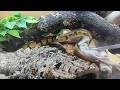 SlowMo Lilith the Ball Python Strike Feeding