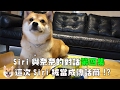 【柴犬Nana(奈奈)】奈奈想出去散步竟然透過Siri來傳話?!根本變工具人了