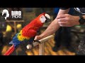 Training a Scarlet Macaw To Be Less Nippy | THE BIRDIE BUBBLE