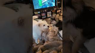 @cocoshilohfam Shiloh and Henry are getting more confident 😂 #dog #pets 😲