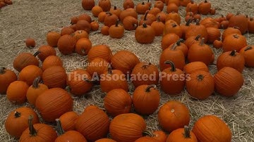 Don’t toss your Halloween pumpkin – bake, compost, or feed it to farm animals instead