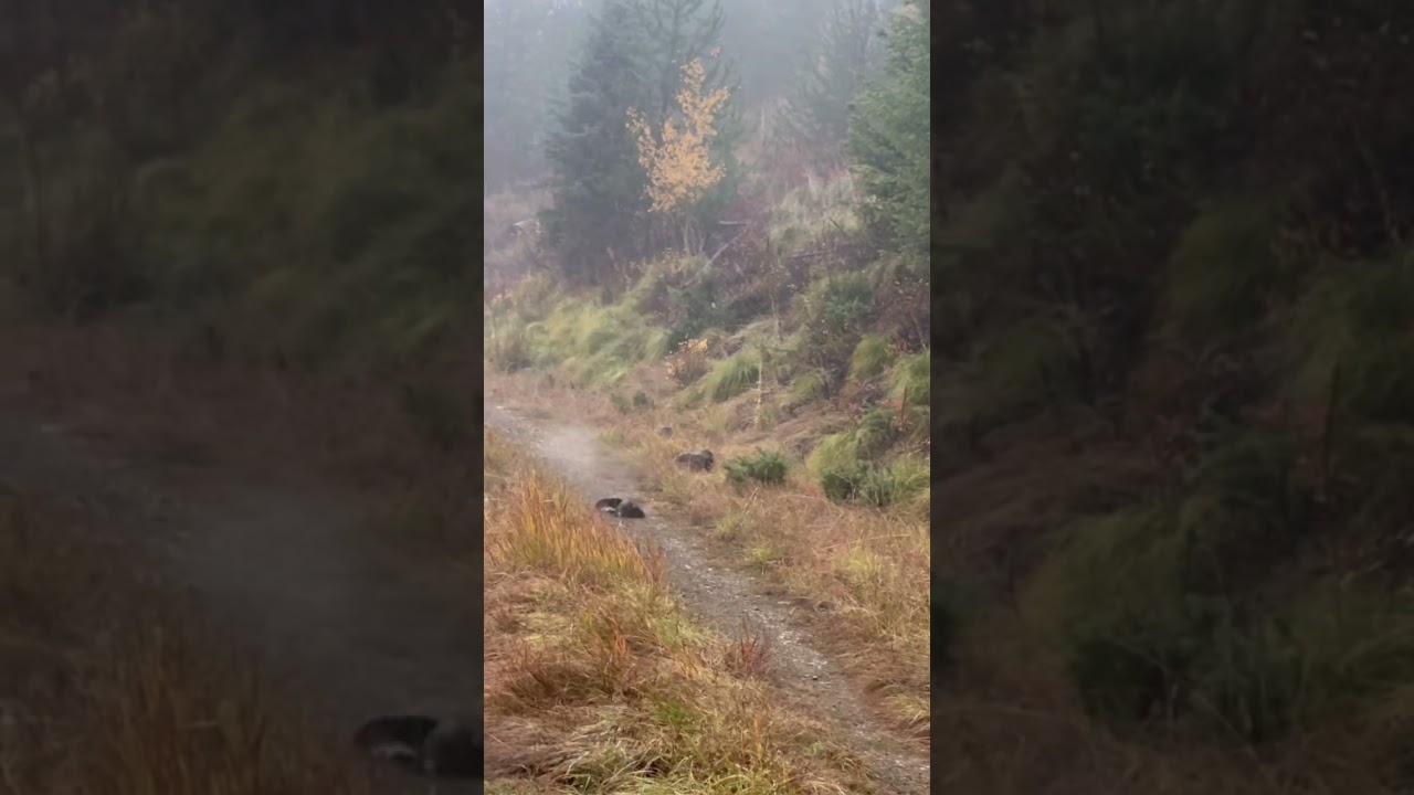 GROUCEAHOLIC HUNTING 