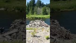 Cedar River