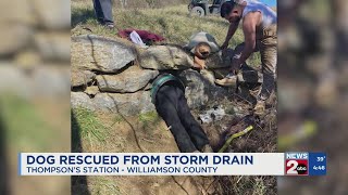 Dog rescued from storm rain in Thompson's Station