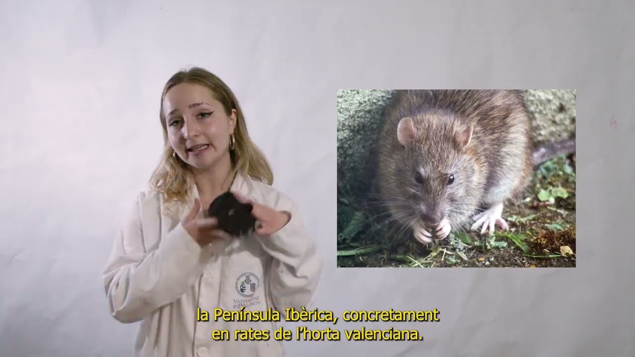 Caracoles invasores, cerebros amenazados