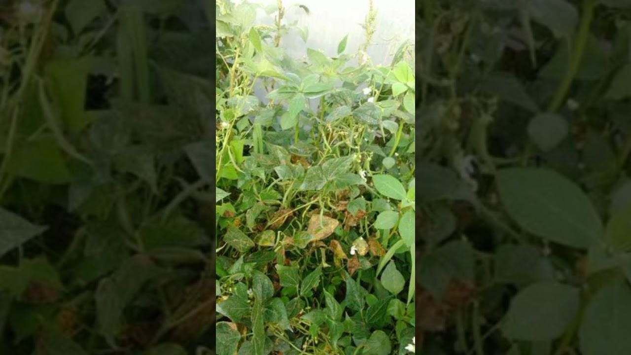 सैम की खेती कब करे 