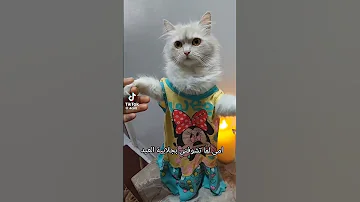 الواد الحلو صاصا 