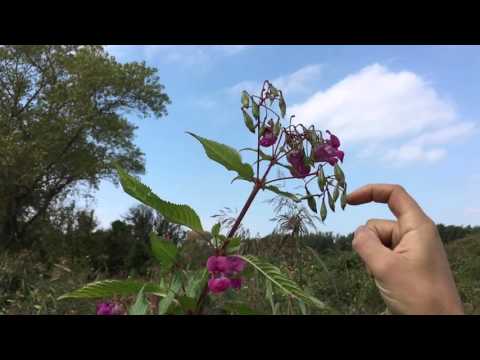 Himalayan Balsam on the Rimrose Valley