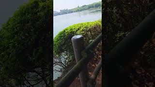 호수공원 소나무숲 산책로 ㅡ Lake Park Pine Forest Walking Path