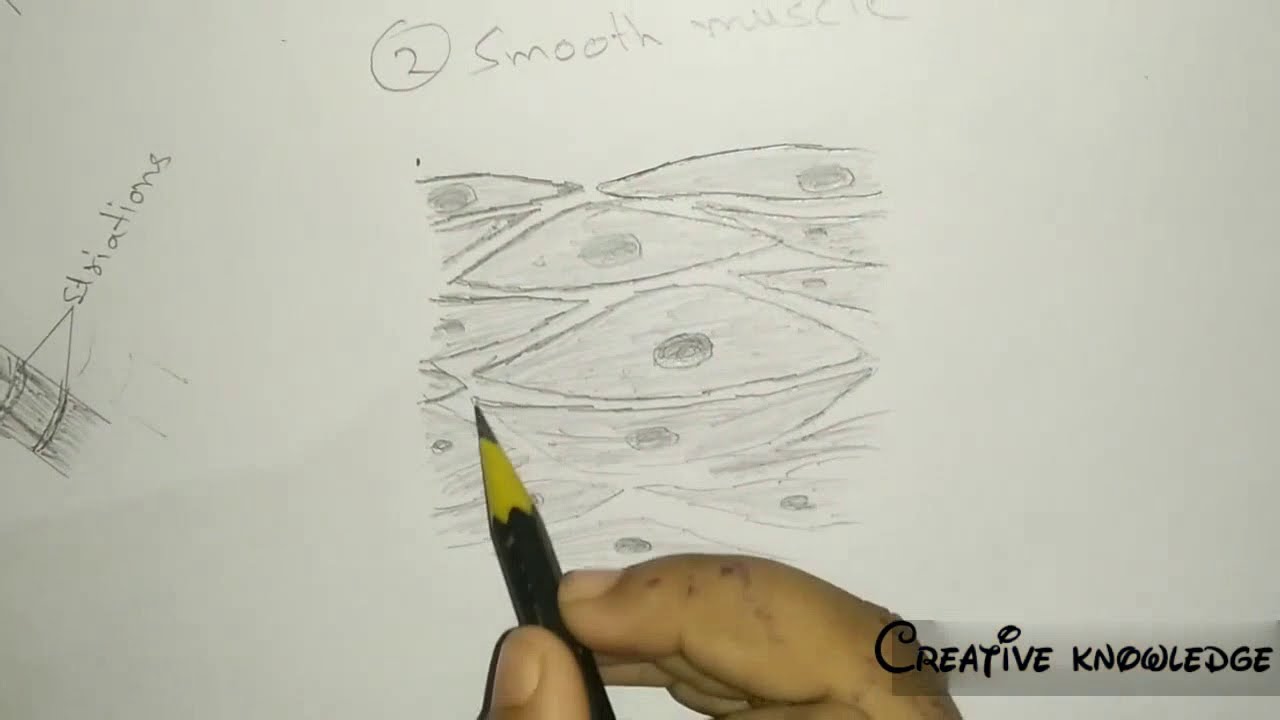 Diagram of cardiac muscles and straited muscles and smooth ...