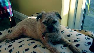 Rohan the Border Terrier