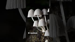 Hola, hola¡ nuevamente macrofotografía: los hongos. #fotografía #nature