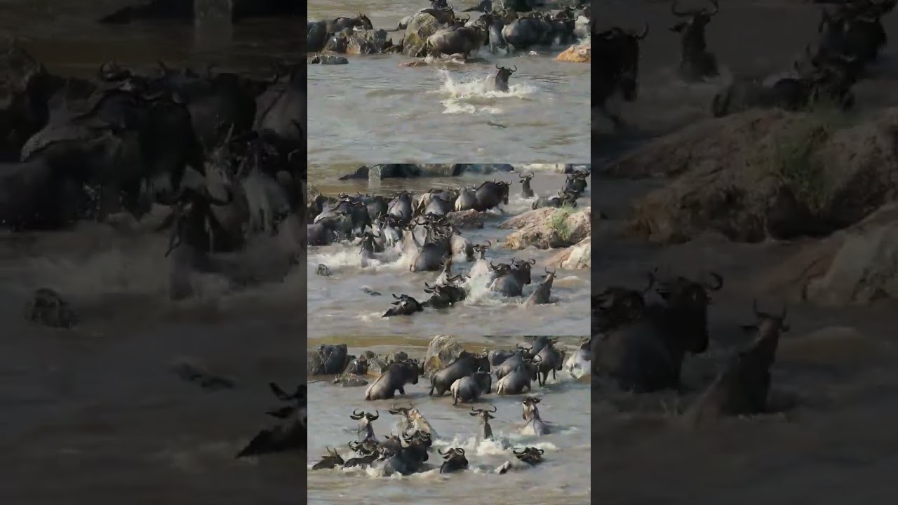 Thousands of wildebeests cross the river with crocs