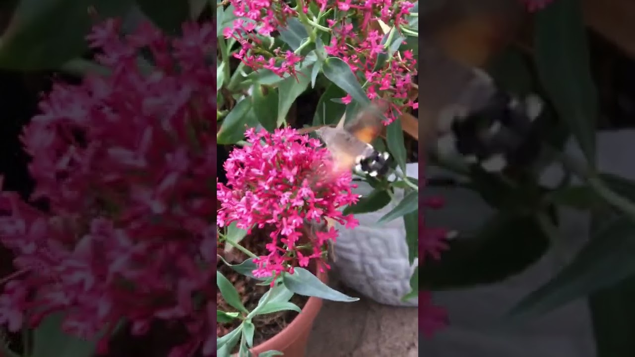 Hummingbird hawk moth