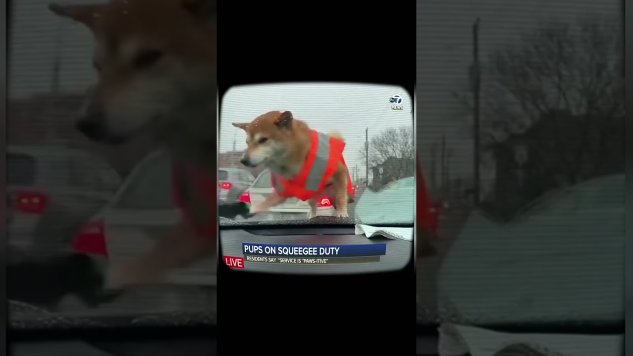 Squeegee Shiba: Downtown’s best window washer.