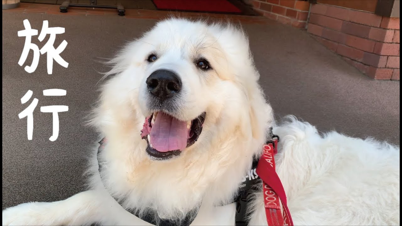 【軽井沢】ちゃっかり観光を満喫する超大型犬の子犬in旧軽井沢銀座通り｜グレートピレニーズ