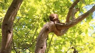 Admiration For His Effort Small Monkey Trying To Peel Coconutskin To Eat Coconut Meat